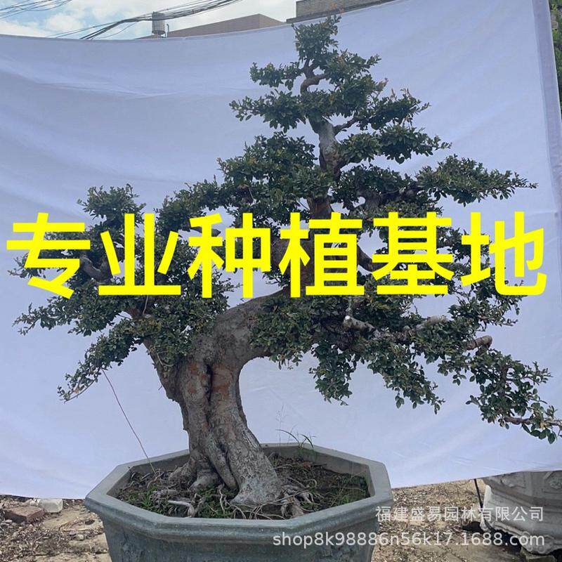 福建造型榆树桩江苏榔榆古桩供应基地榆树批发价格榆树盆景桩头