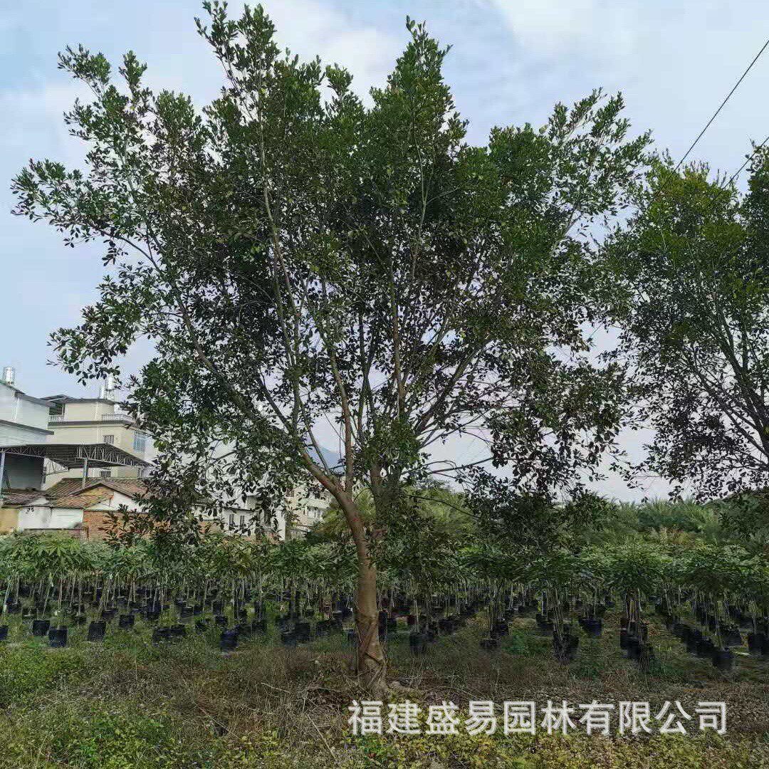 浙江15-30公分红皮榕批发无榕价格无柄小叶榕供应红皮柄榕基地