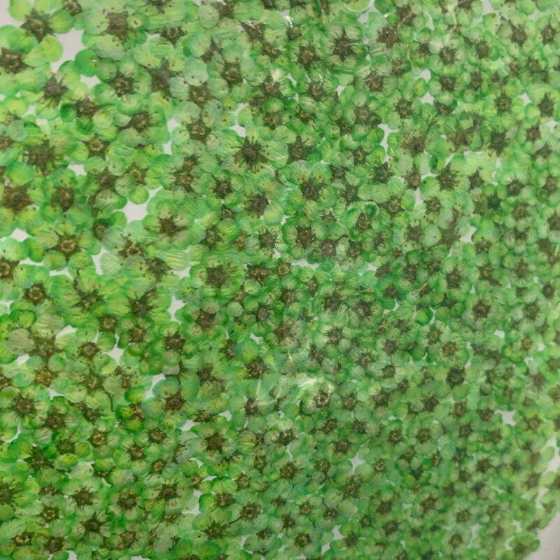 天然植物干花小水仙花五瓣花饰品美甲浮游瓶配花
