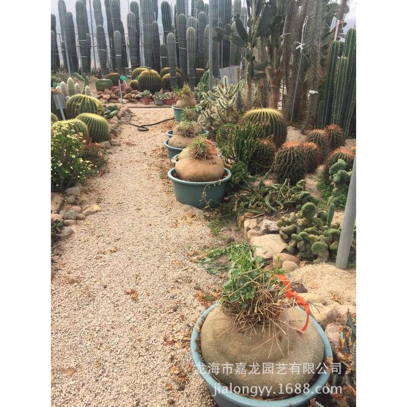 盆栽布袋实生爬藤块根银叶睡布袋葫芦科多肉植物块根睡形状可挑