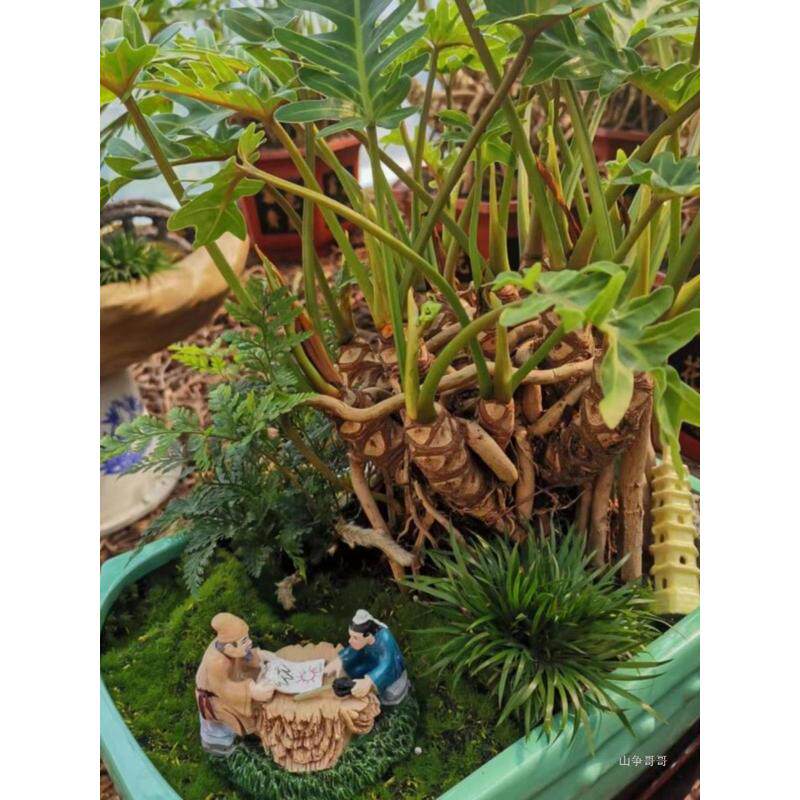 春羽大盆栽植物龙鳞杆水培老桩室内小天使绿植龟背竹耐阴观叶植物,鲜花速递/花卉仿真/绿植园艺,绿植,淘宝优惠券,粉丝福利购,淘宝优惠卷