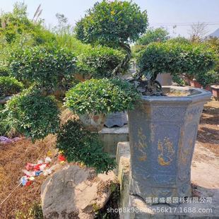 福建造型榆树桩榔榆江苏古桩供应基地榆树桩头价格榆树盆景批发