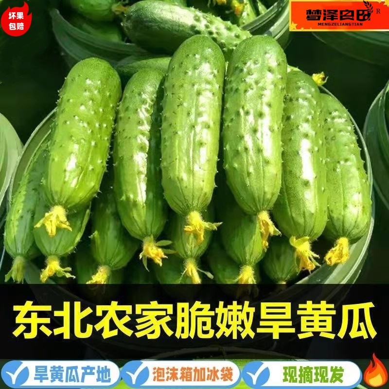 新日期现摘绿心旱黄瓜新鲜采摘蔬菜东北水果小旱黄瓜生吃凉拌当季