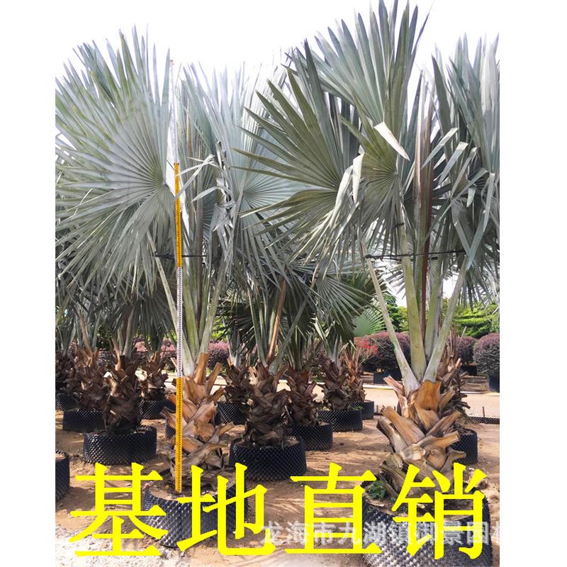 热销杆高2米自然高度4.5米霸王棕榈科霸王棕榈树棕植物