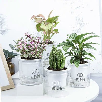 办公室小绿植室内好养吊兰懒人盆栽长寿花绿萝虎皮兰水培植物多肉