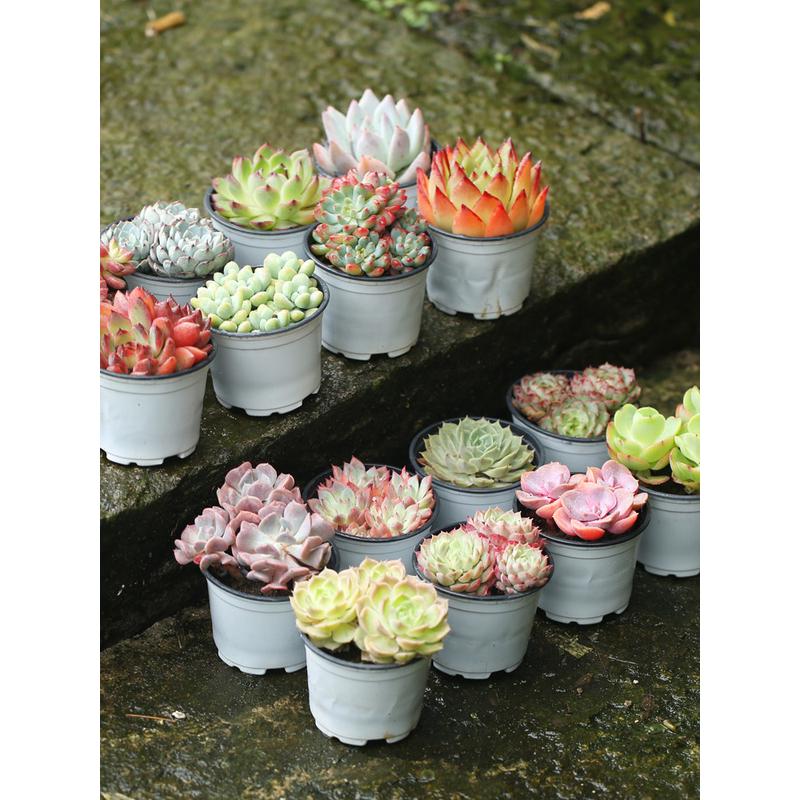 壹分皿 大盆多肉植物一整箱含盆带土盆栽大颗大型肉肉植物绿植