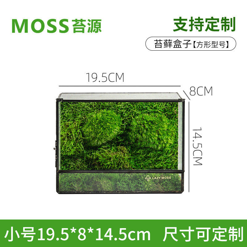 生态盒子懒人苔藓 桌面办公室盆栽宿舍植物微景观真植物批发