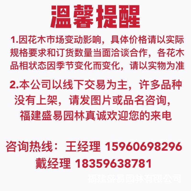 重庆造型小叶榕全冠批发桩头细叶榕价格榕树盆景广西小叶榕桩景