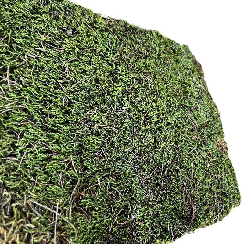 星星苔藓庭院铺面批发造景真草坪植物墙厂家现货室内装饰