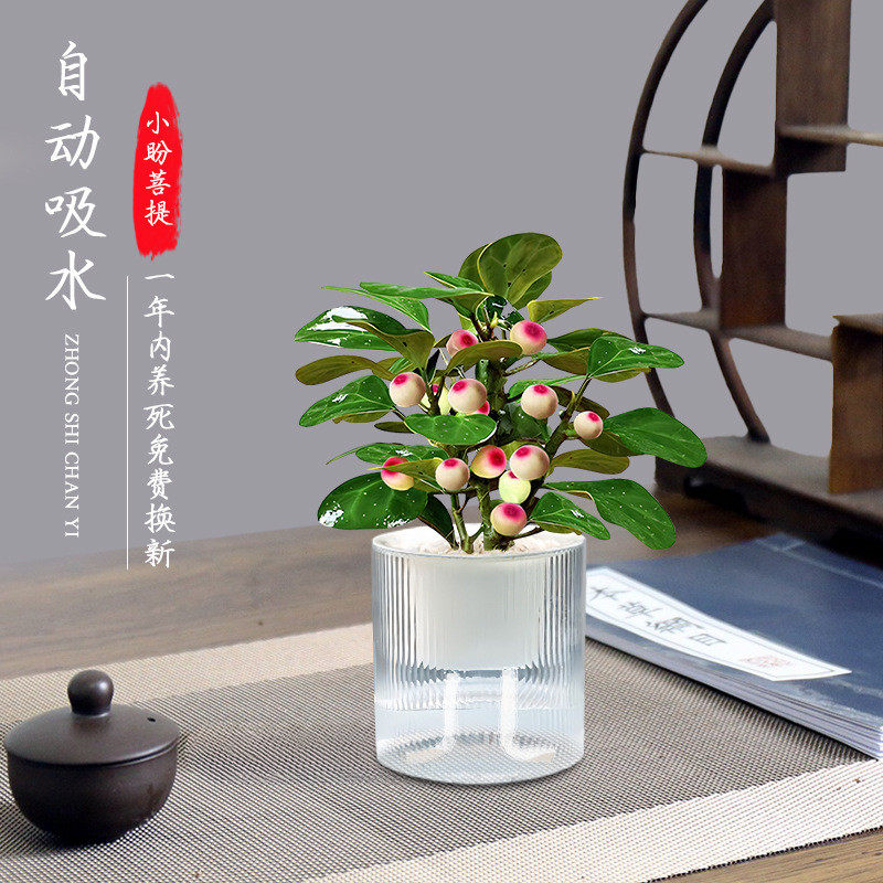 小批发菩提文竹禅意水培植物办公室客厅中式室内绿植小盆栽四季盼