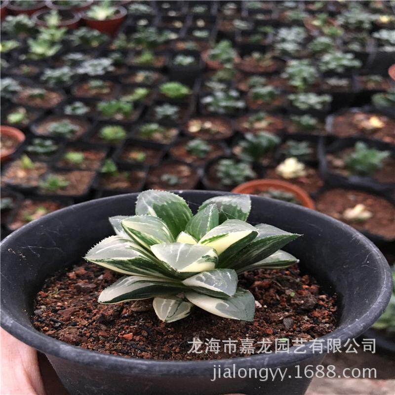 姬寿锦十二卷造景多肉植物组合盆栽点缀小盆栽基地直销批发