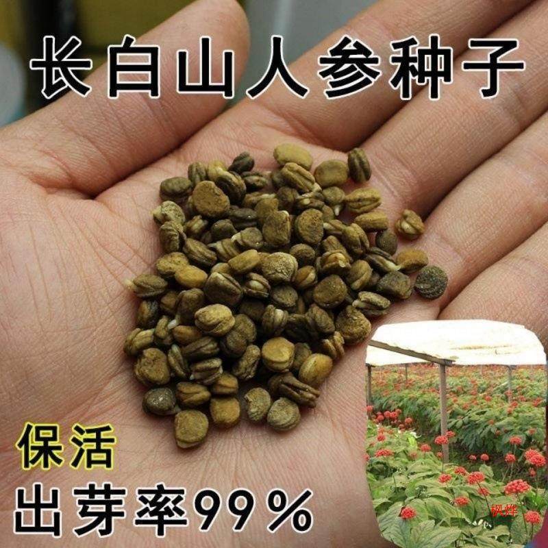 新货人参种子东北长白山野山参四季种植药材籽林下参什么野生泡酒