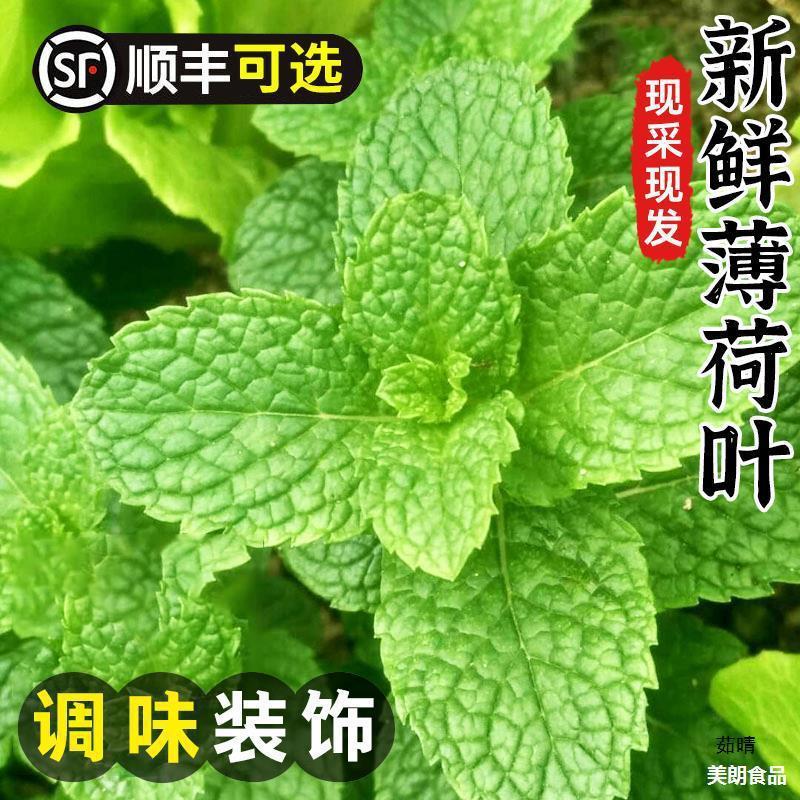新日期薄荷叶新鲜包邮泡水装饰烘焙调酒商用500g食用鲜留兰香薄荷