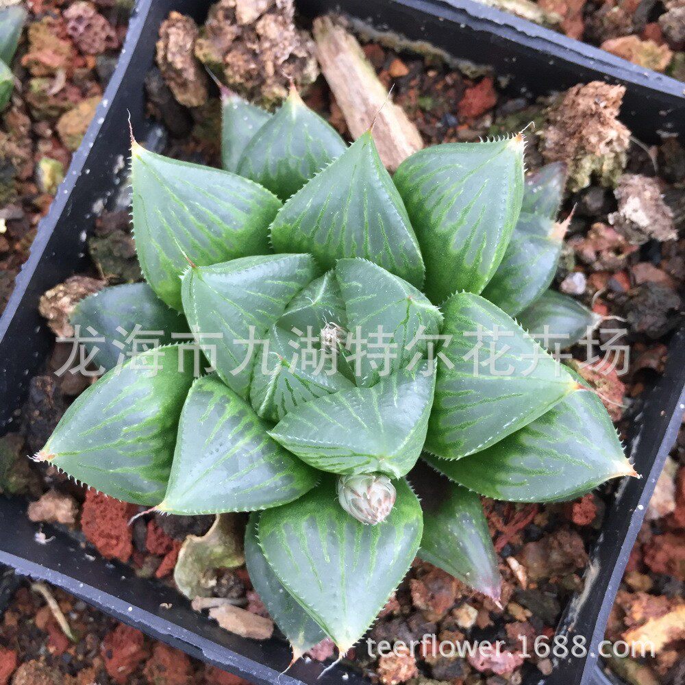 多肉植物批发十二卷属【雨露寿/叁仙寿/寿三鲜】4cm