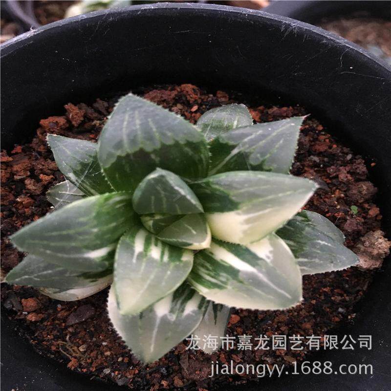 姬寿锦批发多肉植物组合盆栽造景点缀小盆栽基地直销十二卷