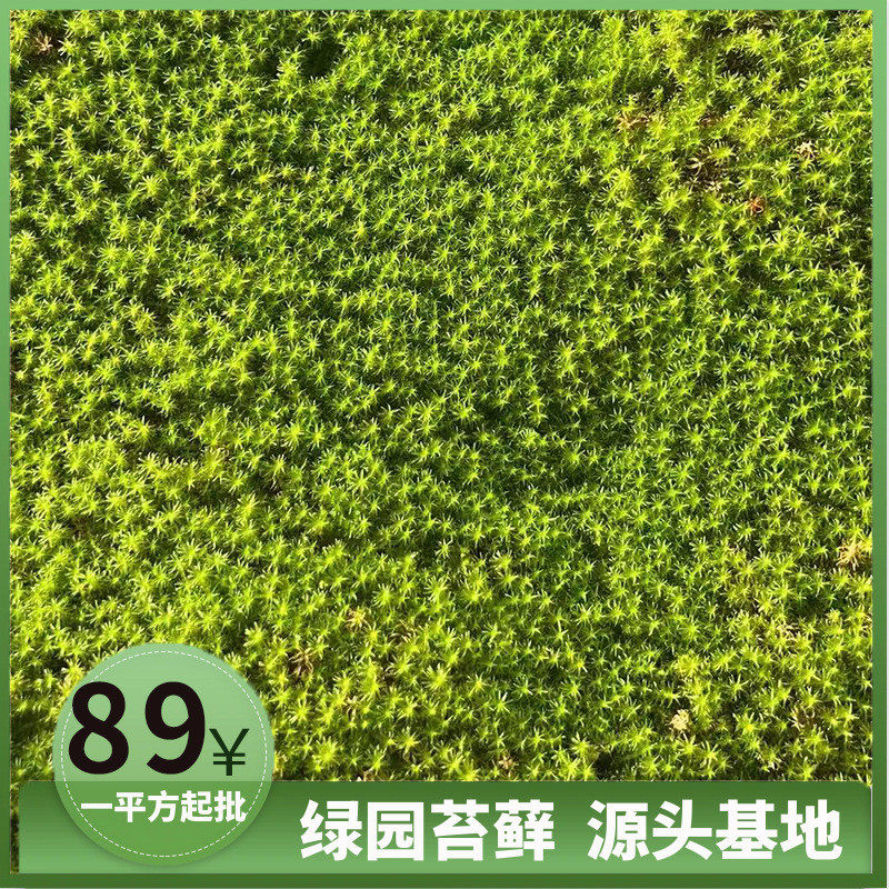 星星苔藓庭院铺面室内装饰造景批发坪植物墙厂家现货真草