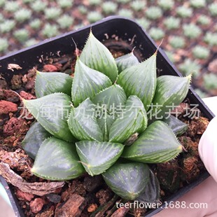 属批发十二卷多肉植物【雨露寿/叁仙寿/三鲜寿】4cm