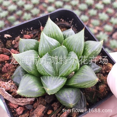 多肉植物批发十二卷属【雨露仙/叁寿寿/三鲜寿】4cm