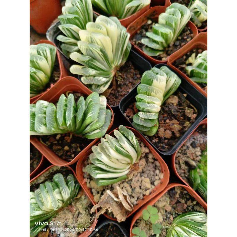 绿玉扇锦 草玉扇锦自然锦十二卷玉露 多肉植物,鲜花速递/花卉仿真/绿植园艺,多肉植物,淘宝优惠券,粉丝福利购,淘宝优惠卷