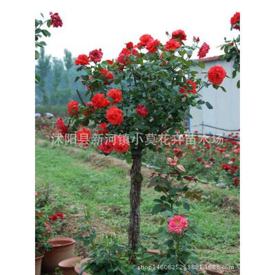 树桩月季高杆月季树月季盆栽月季苗
