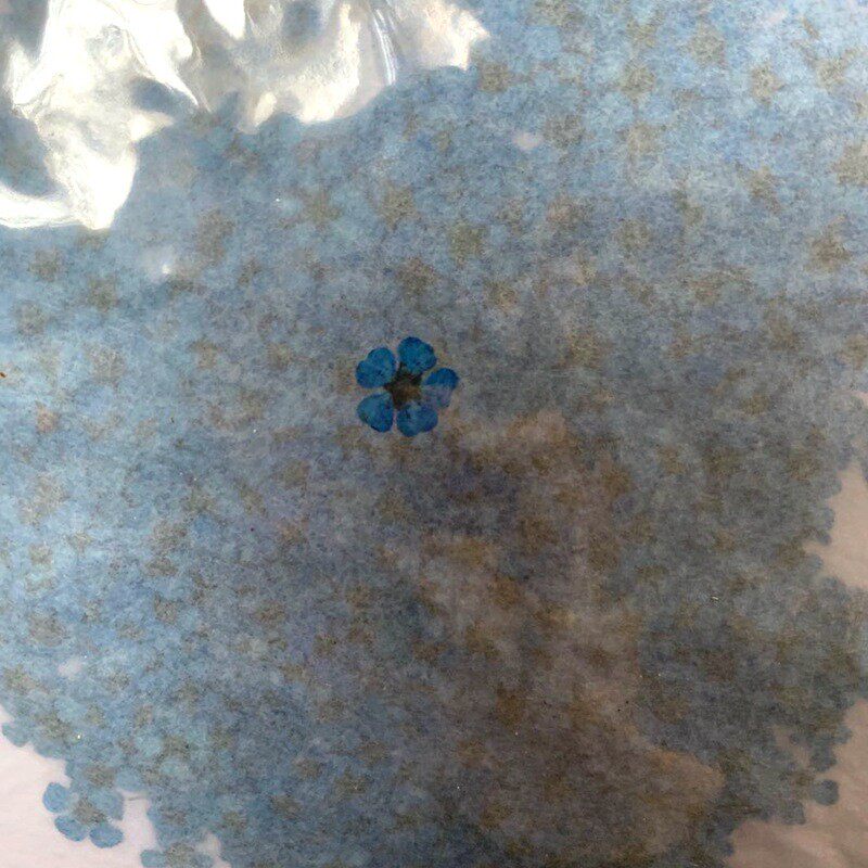 天然植物干花小水浮游五瓣花饰品美甲仙花瓶配花