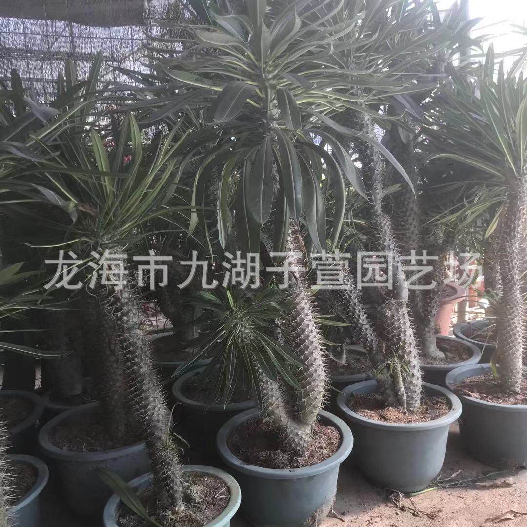 多头霸多肉植物多肉植物绿植咖啡馆盆栽王树景观沙生植物基地批发
