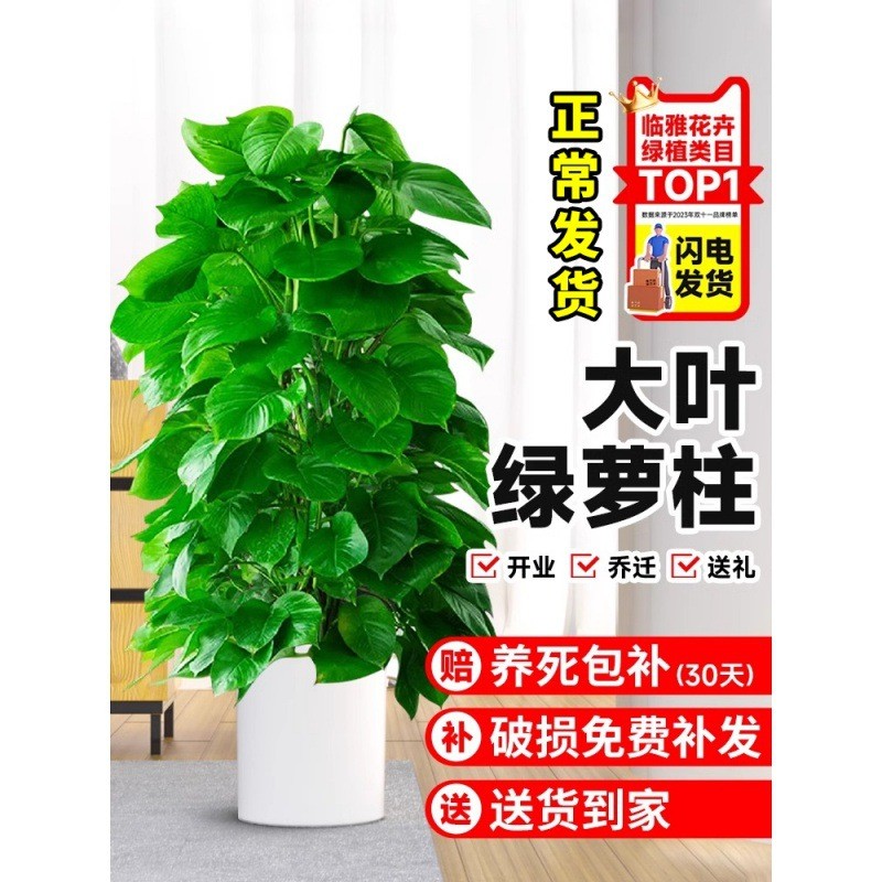 大叶绿萝柱盆栽客厅大型绿植办公室内除甲醛净化空气新房好养绿箩