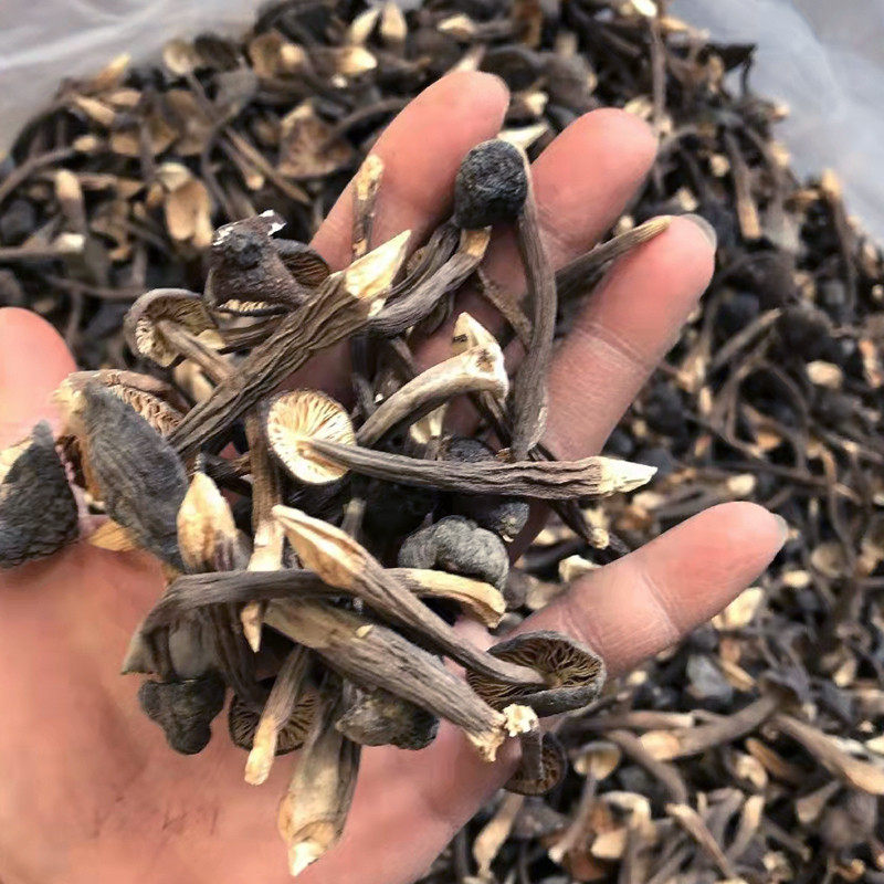 新货鸡枞菌干货100g云南特产农产品黑皮菇菌类干香菇味道香浓长根