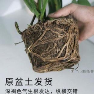 龟背竹大型盆栽叶客厅办公室清新空气四季常青大绿植室内水培植物
