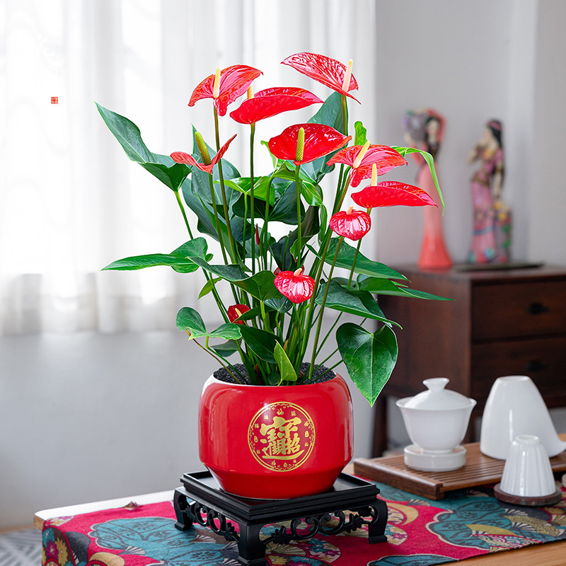 精品红掌盆栽带花室内招财植物客厅绿植一帆风顺年宵花卉四季开花