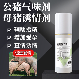 公猪气味剂母猪用引诱刺激发情喷剂配种气味济气雾剂液喷雾诱情记