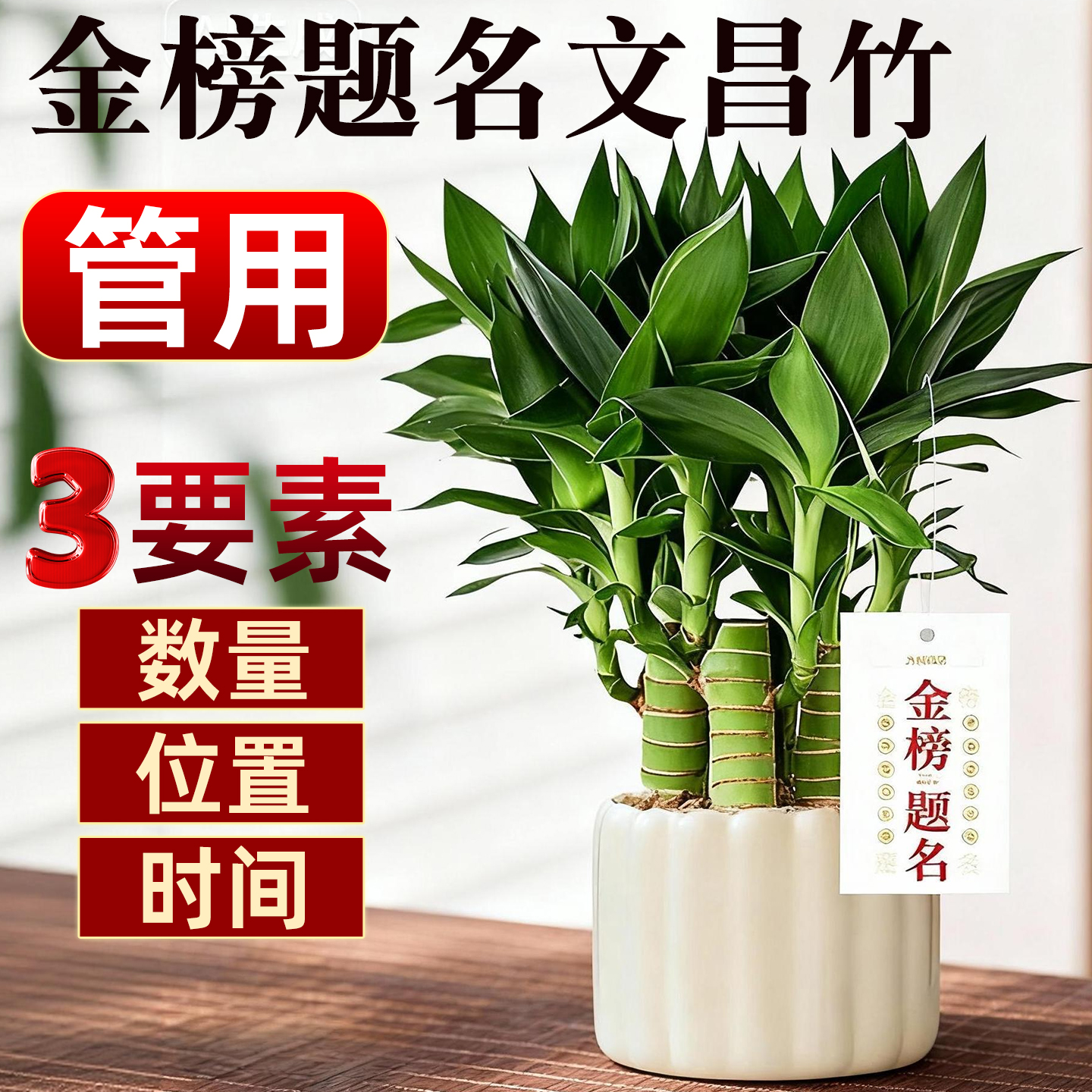 文昌竹富贵竹带根金榜题名