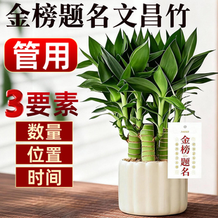 文昌竹4支金榜题名文昌塔学生用 富贵竹室内盆栽书桌绿植