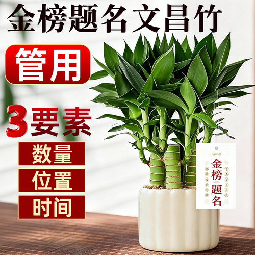 文昌竹富贵竹带根金榜题名