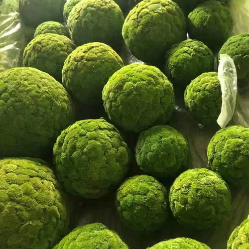 Симуляция мх трескает фальшивые цветочные шарики, украшенные большими зелеными шариками из мха, фальшивые шарики травяные шарики сажают мх мх мяч в милан