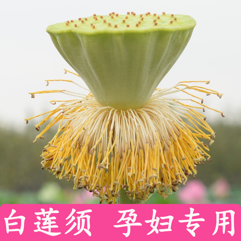新货白莲须莲子须纯天然非中药材莲花须花蕊孕妇产前无硫非去胎毒