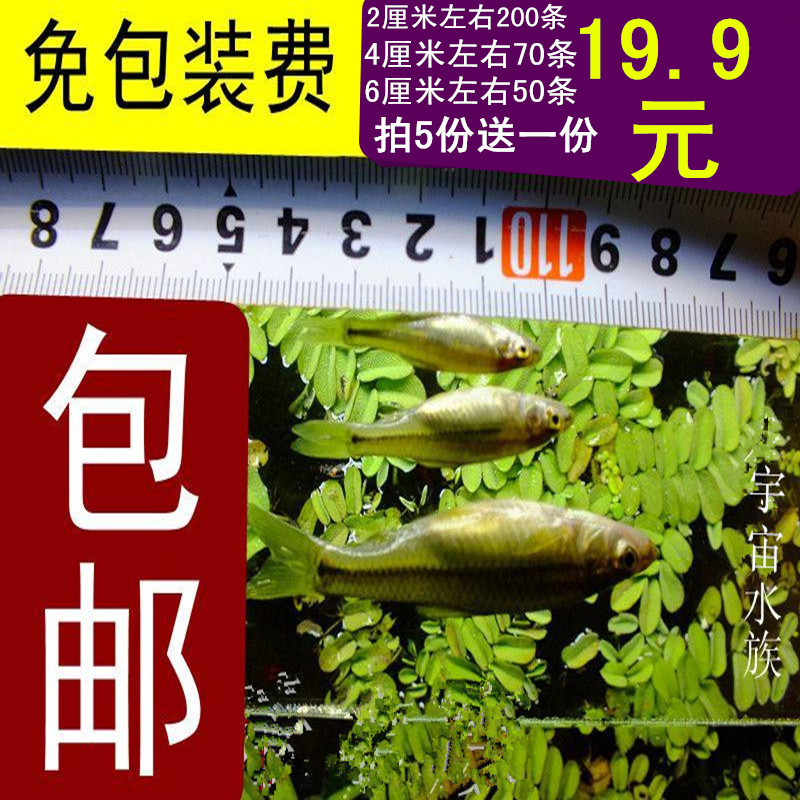 观赏鱼 饲料鱼活体喂龙鱼乌龟等活食19.9元200条包邮免包装费