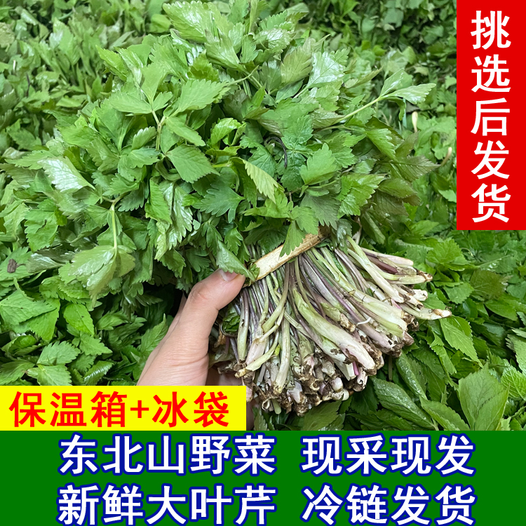 东北野生大叶芹山芹菜新鲜山野菜鸭脚板现摘吉林长白山特产山菜