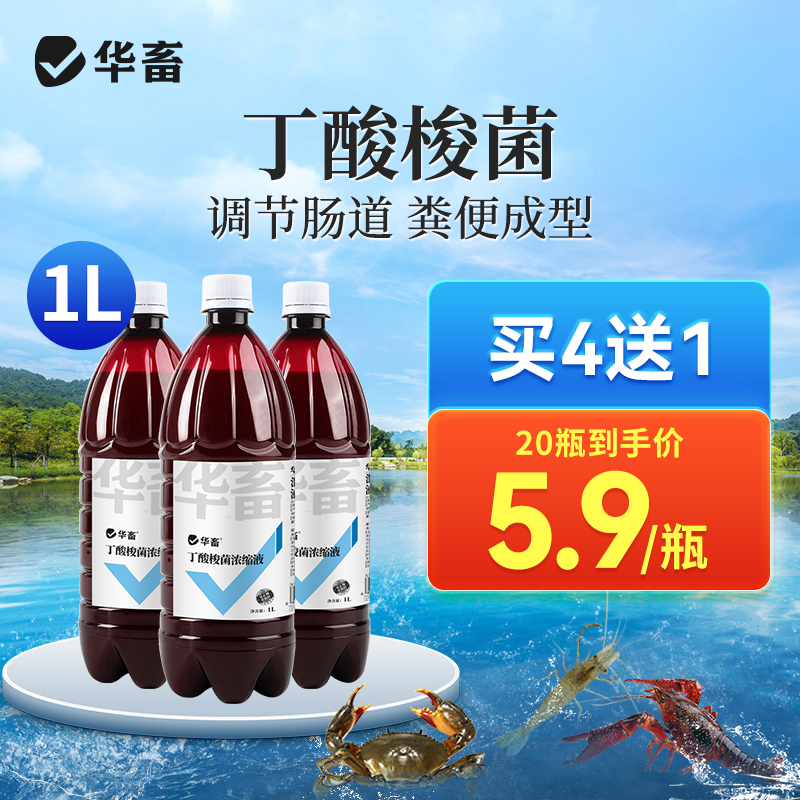 丁酸梭菌原液肠炎白便空肠空胃