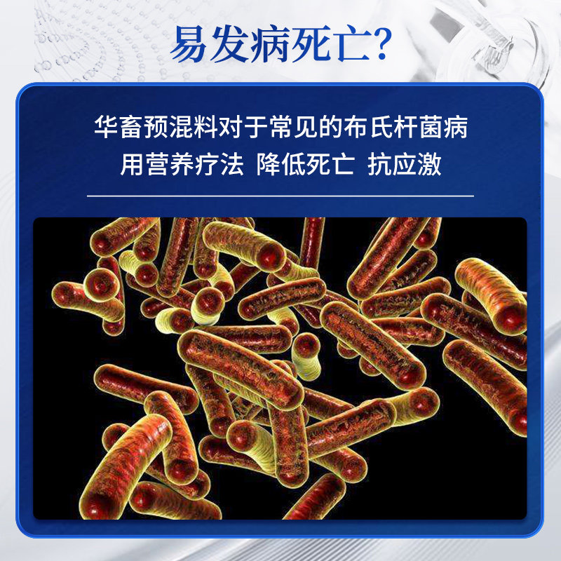 华畜4%肉牛饲料肉羊预混料 育肥羊饲料 牛催肥饲料牛羊饲料添加剂