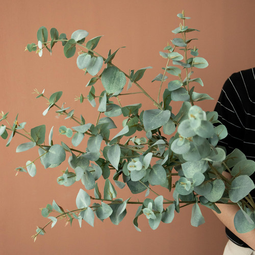 南十字星拍摄道具仿真绿植尤加利