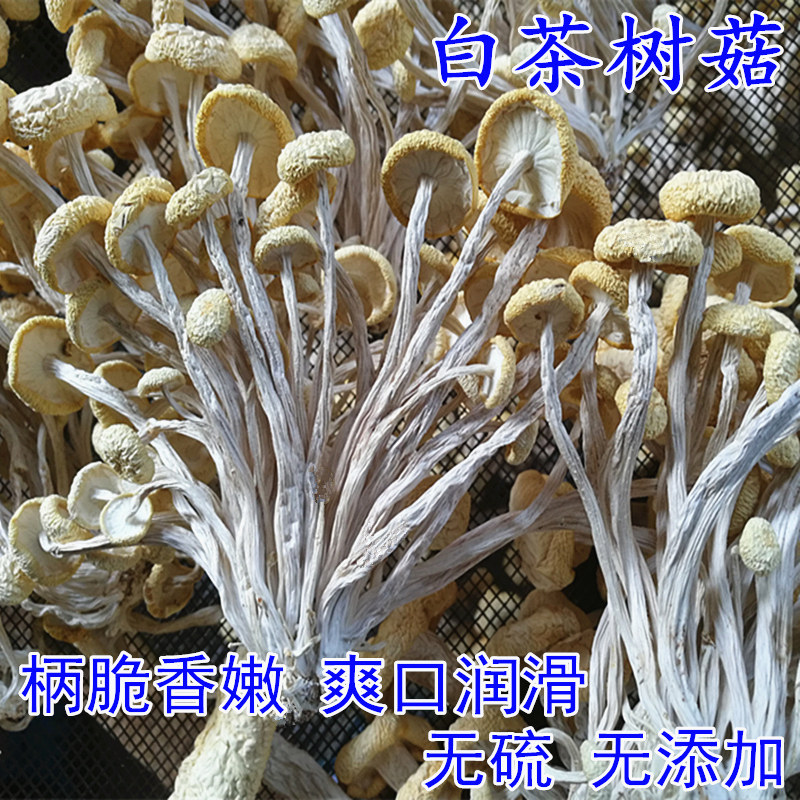 26年新货白茶树菇干货不开伞香嫩农家自产江西广昌茶薪菇散装250g