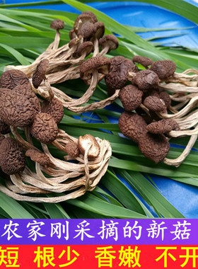 新鲜茶树菇干货500g江西广昌茶树菇不开伞农家茶薪菇柄短香嫩特产