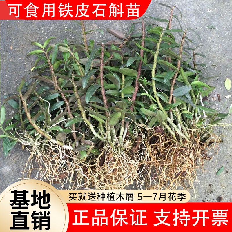 可食用铁皮石斛苗盆栽