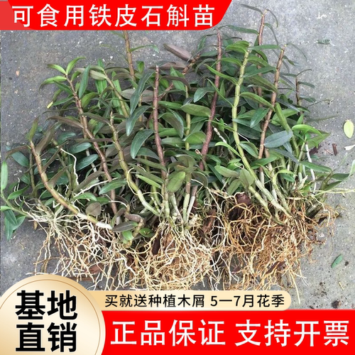 可食用铁皮石斛苗盆栽