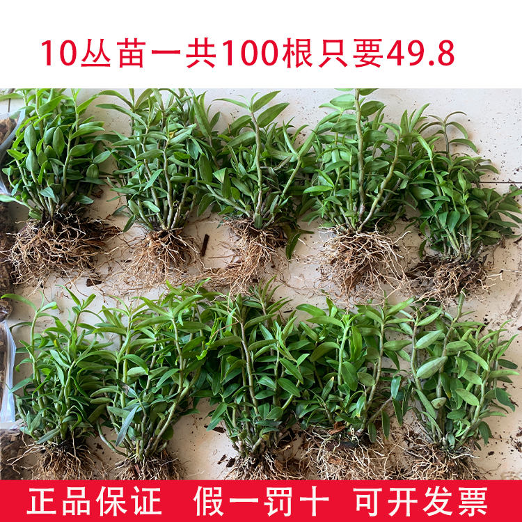 可食用铁皮石斛苗5一7月花季正宗雁荡山石斛枫斗新鲜花苗驯化苗