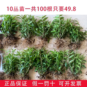可食用红杆铁皮石斛苗