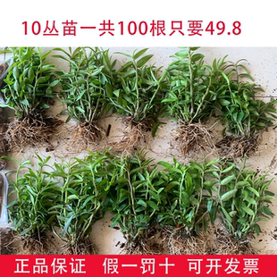 可食用铁皮石斛苗5一7月花季正宗雁荡山石斛枫斗新鲜花苗驯化苗