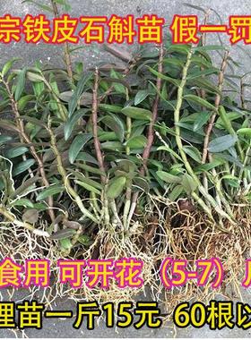 铁皮石斛苗原产地基地直发带根 3年生1斤石斛苗 可食用非霍山盆栽