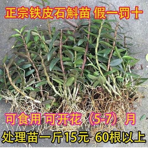基地直发铁皮石斛苗室内盆栽煲汤
